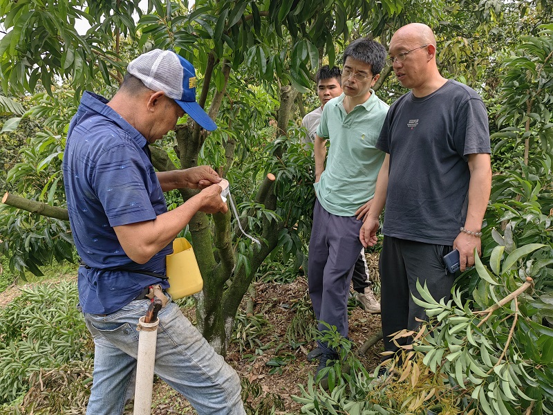 廣西荔枝龍眼創(chuàng)新團隊在柳東村開展荔枝高位嫁接1.jpg
