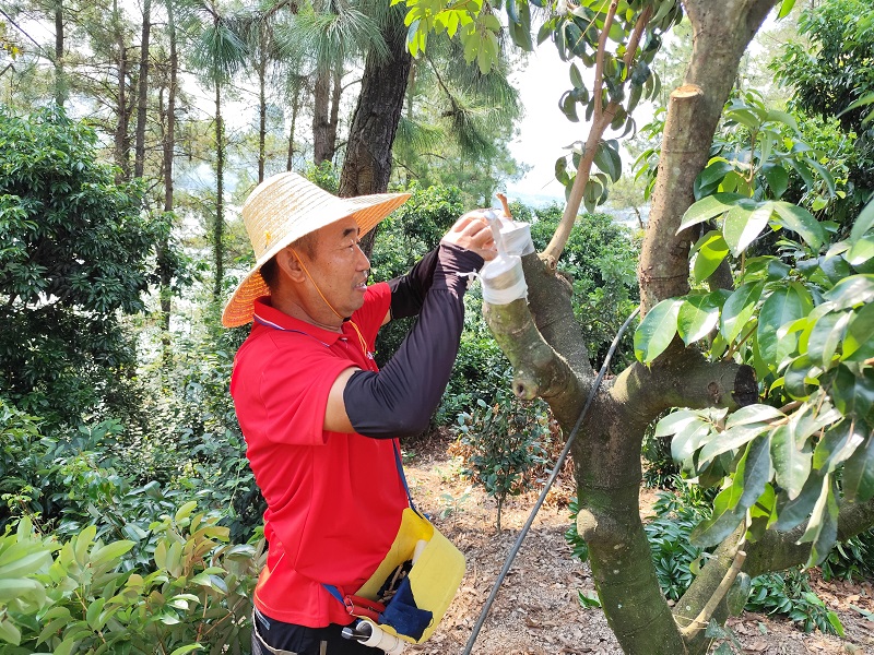 廣西荔枝龍眼創(chuàng)新團隊在柳東村開展高位嫁接2.jpg