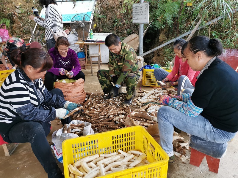 大力發(fā)展水晶木薯產(chǎn)業(yè).jpg